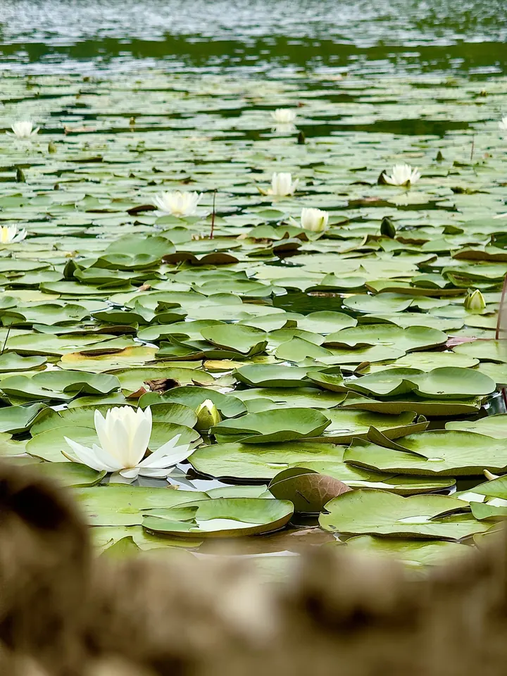 Water lilies blooming across the surface of Bass Lake