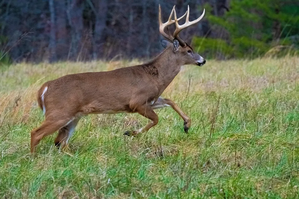 A white-tailed buck bounding through tall grass