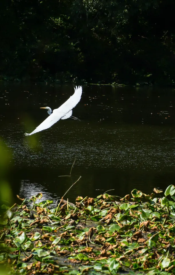 A great egret in flight low over dark water