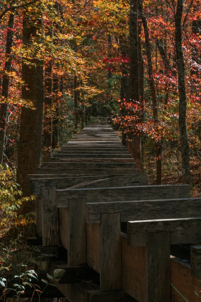 A wooden flume running through autumn woods at Mabry Mill