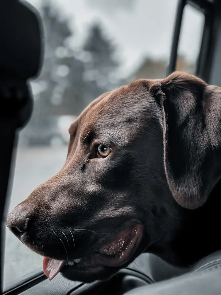 A chocolate Labrador with its head out of a car window