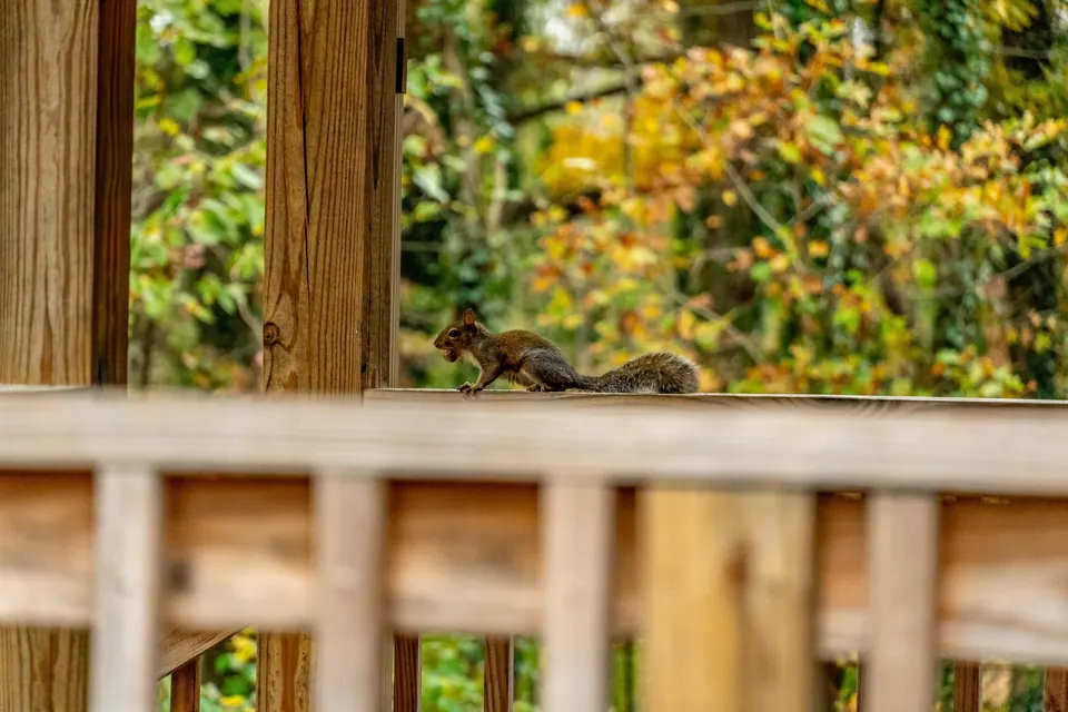 A squirrel frozen on a porch railing with autumn leaves behind it